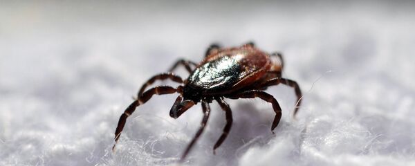 Исследование клещей в паразитологической лаборатории - Sputnik Беларусь