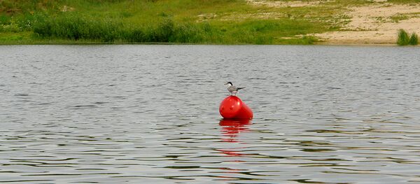 Чайка, архивное фото - Sputnik Беларусь