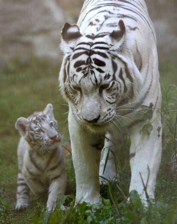 Бенгальские тигры обычной рыжей окраски. Иногда рождаются детеныши с белой шерстью, на которой, однако, сохраняются темные полосы. В природе они выживают крайне редко - такие животные не могут успешно охотиться, так как они слишком заметны. Белых тигров специально разводят для цирков и зоопарков. - Sputnik Беларусь