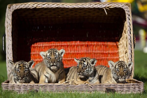 Новорожденная четверка индокитайских тигров, также известная как тигры Корбета, во время своего первого показа для публики в зоопарке Tierpark в Берлине.В природе живет около 1200 особей в Камбодже, южном Китае, Лаосе, Мьянме, Таиланде, Малайзии и Вьетнаме. Во Вьетнаме почти три четверти тигров были уничтожены для продажи органов для переработки на средства китайской медицины. - Sputnik Беларусь
