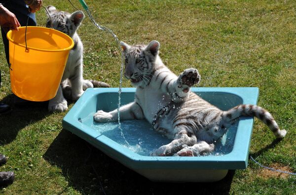 Бенгальские тигрята Кико и Рико наслаждаются купанием в своем маленьком бассейне в парке животных Серенгети в Ходенхагене в центральной Германии. - Sputnik Беларусь