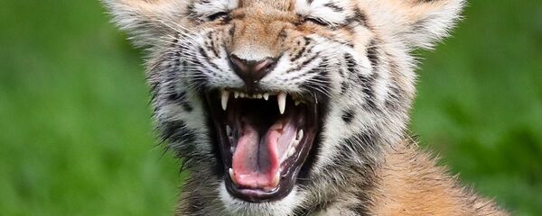 Амурский тигр - Sputnik Беларусь