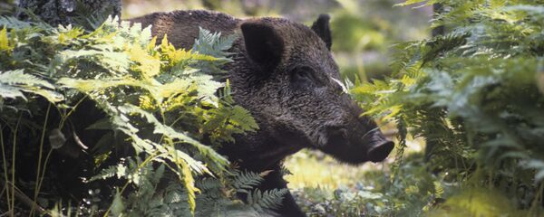 Дикий кабан, архивное фото Дикий кабан, архивное фото - Sputnik Беларусь