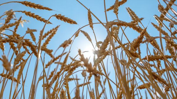 Пшеничное поле, архивное фото - Sputnik Беларусь