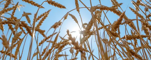 Пшеничное поле, архивное фото - Sputnik Беларусь