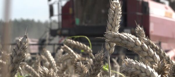 Видеофакт: как в Брестской области проходит уборка зерновых - Sputnik Беларусь