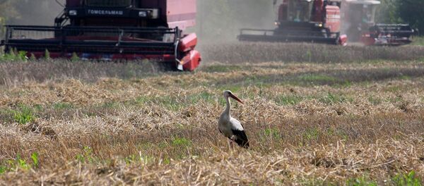 Уборка зерновых в Брестской области, архивное фото - Sputnik Беларусь