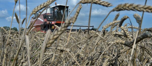 Уборка збожжа - Sputnik Беларусь