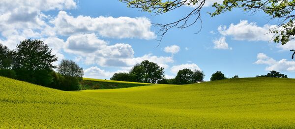 Поле рапса - Sputnik Беларусь