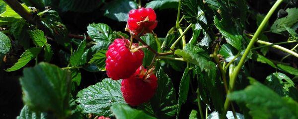 Маліны – адна з самых любімых за далікатны смак ягад - Sputnik Беларусь