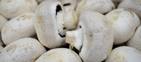 Продажа свежих шампиньонов - Sputnik Беларусь