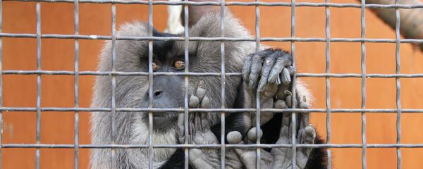 Обезьяна в Минском зоопарке - Sputnik Беларусь