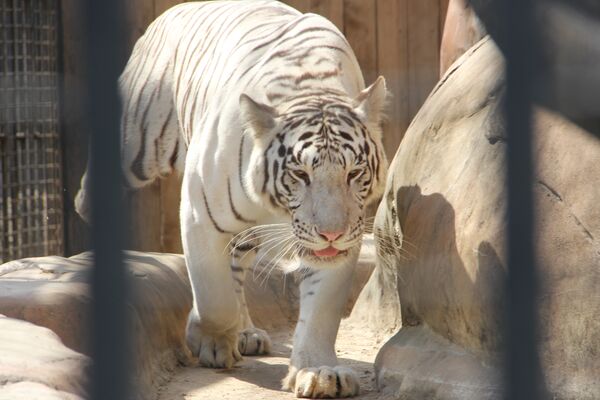 Бенгальский тигр спускается к водопою в своем вольере  - Sputnik Беларусь