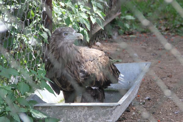 Беркут и другие пернатые обитатели зоопарка переносят жару нормально - Sputnik Беларусь