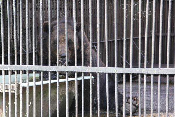 Медведь практически не отходит от ванны  - Sputnik Беларусь