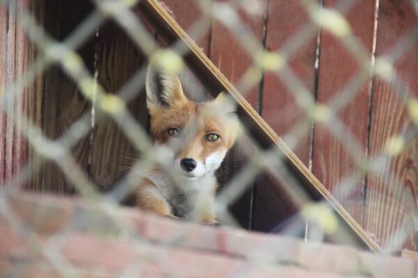 Лисицы от летней жары не в восторге - Sputnik Беларусь