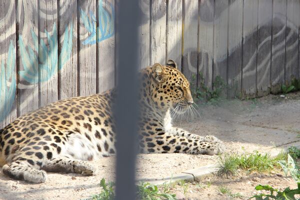 Леопард улегся под забором и пережидает полуденный зной - Sputnik Беларусь