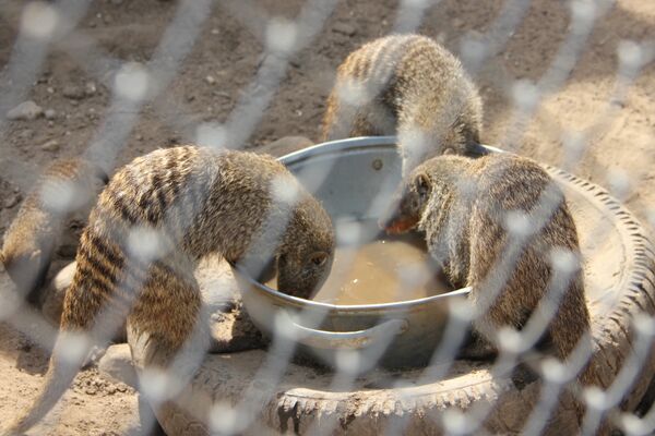 Мангусты утоляют жажду - Sputnik Беларусь