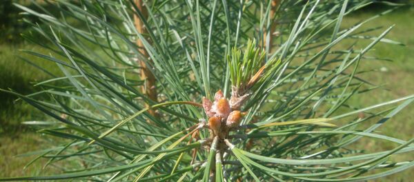 Сасна квітнее Сасна квітнее - Sputnik Беларусь