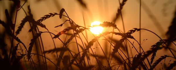 Уборка урожая зерновых, архивное фото - Sputnik Беларусь