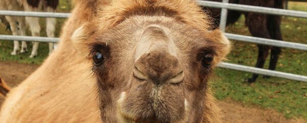 Вярблюд у заапарку, архіўнае фота Вярблюд у заапарку, архіўнае фота - Sputnik Беларусь