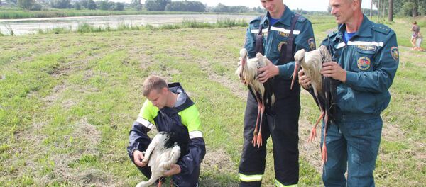 Спасенные аисты - Sputnik Беларусь