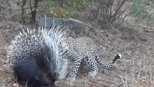 Схватка леопарда с дикобразом попала на видео - Sputnik Беларусь
