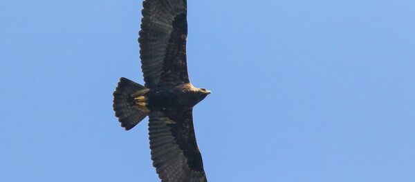 Орел-могильник - Sputnik Беларусь