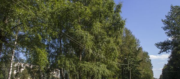 Лесополосу возле Белшины в Боборуйске облюбовали эксгибиционисты - Sputnik Беларусь