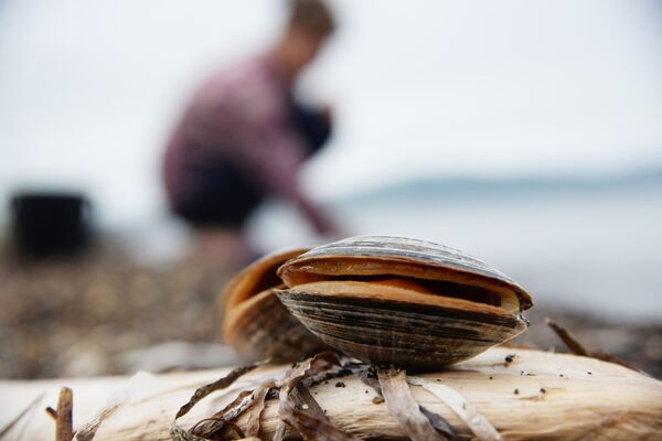 Моллюск Спизула (песчанка), пойманный в бухте Петуха на острове Путятина. - Sputnik Беларусь