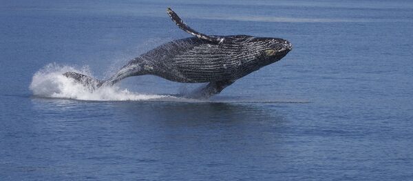 Горбатый кит, архивное фото - Sputnik Беларусь