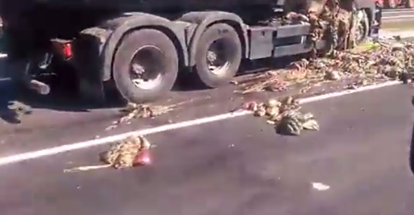 Из грузовика на дорогу вывалились субпродукты животного происхождения - Sputnik Беларусь