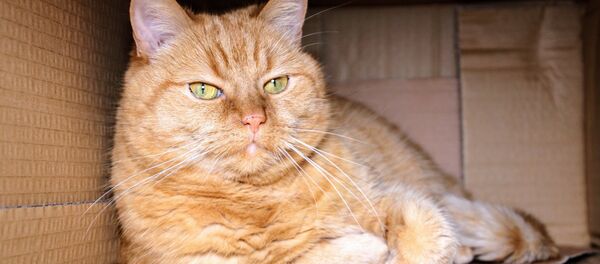 Кошка в коробке - Sputnik Беларусь