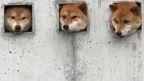 Три собаки в Японии прославились благодаря необычной стене - Sputnik Беларусь