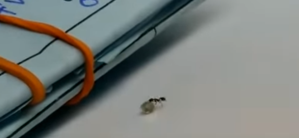 Муравей утащил у ювелира бриллиант - Sputnik Беларусь