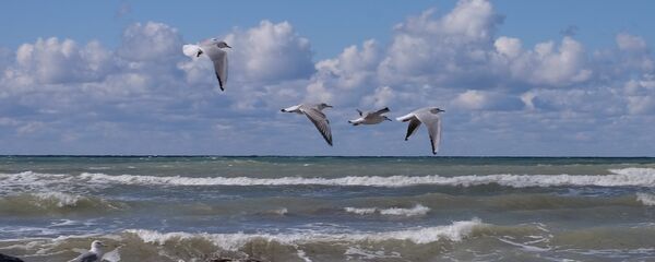 Серебристые чайки на Каспийском море в Актау - Sputnik Беларусь