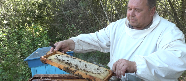 Как пчеловоды готовят мед к Медовому Спасу - Sputnik Беларусь