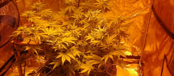 Витебчанин выращивал коноплю прямо в своей квартире - Sputnik Беларусь