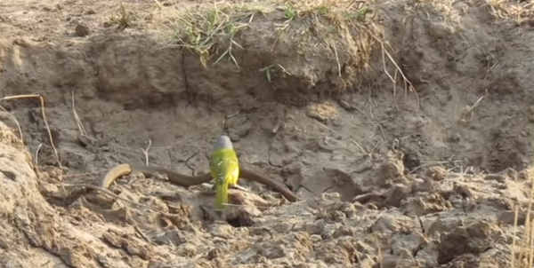 Маленькая, але вельмі драпежная: птушачка разарвала змяю - Sputnik Беларусь