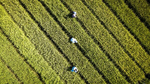 Выращивание риса в Краснодарском крае - Sputnik Беларусь