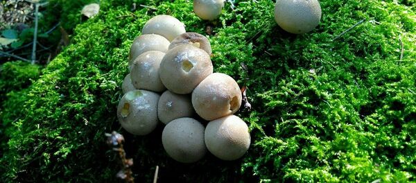 Порхаўка цёмна-шэрая - Sputnik Беларусь