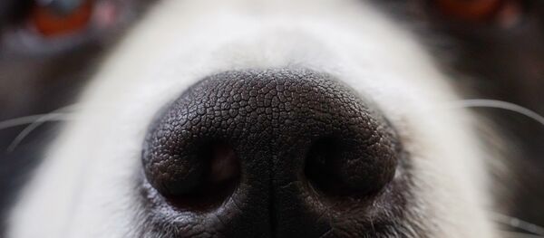 Собака, архивное фото - Sputnik Беларусь