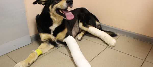 Пес по кличке Грэй, которого выбросили с четвертого этажа в Гродно - Sputnik Беларусь