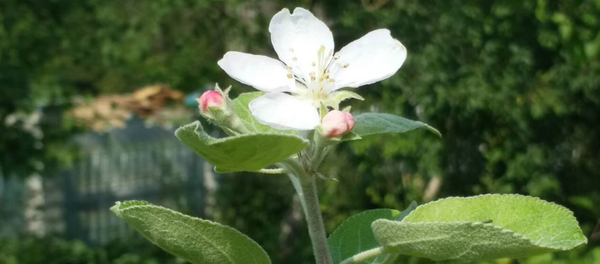 Яблони зацвели накануне яблочного спаса в Гродненской области - Sputnik Беларусь