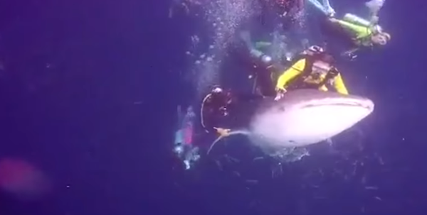 Видеофакт: дайвер прокатился на акуле и был арестован - Sputnik Беларусь