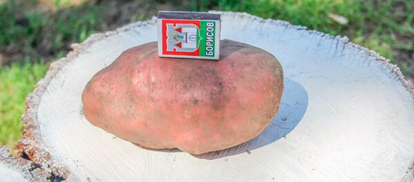 Гигантская картошка - Sputnik Беларусь