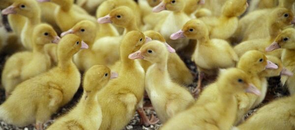 Утята на ферме - Sputnik Беларусь