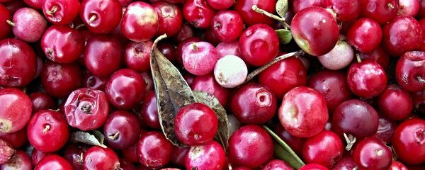 Клюква, архивное фото - Sputnik Беларусь