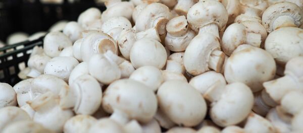 Россельхознадзор запрещает поставки шампиньонов из Белоруссии Россельхознадзор запрещает поставки шампиньонов из Белоруссии - Sputnik Беларусь