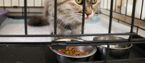 Гостиница для домашних животных - Sputnik Беларусь